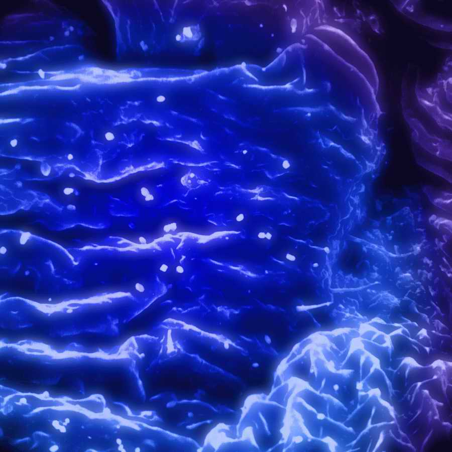 Electron Microscapes - Photodisc Background Series ></a>
<script language=JavaScript> 
  var txt = 