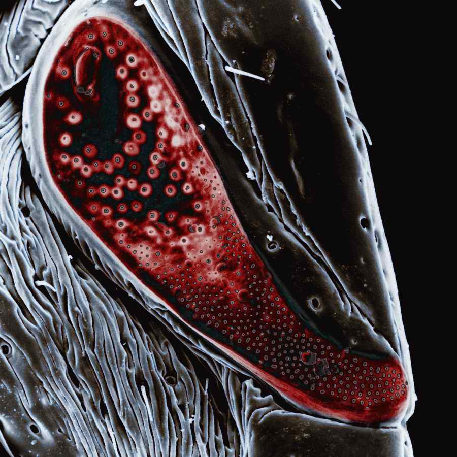 Electron Microscapes - Photodisc Background Series ></a>
<script language=JavaScript> 
  var txt = 