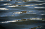 Photodisc Background Series: Natural Patterns 