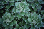 Photodisc Background Series: Natural Patterns 