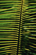 Photodisc Background Series: Natural Patterns 