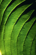 Photodisc Background Series: Natural Patterns 