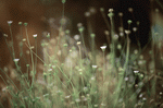 Photodisc Background Series: Natural Patterns 