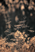 Photodisc Background Series: Natural Patterns 