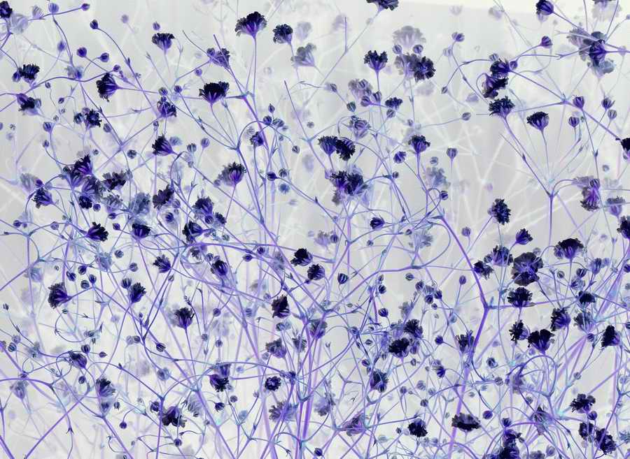 Natural Patterns - Photodisc Background Series ></a>
<script language=JavaScript> 
  var txt = 