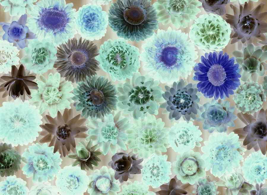 Natural Patterns - Photodisc Background Series ></a>
<script language=JavaScript> 
  var txt = 