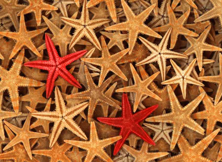 Natural Patterns - Photodisc Background Series ></a>
<script language=JavaScript> 
  var txt = 