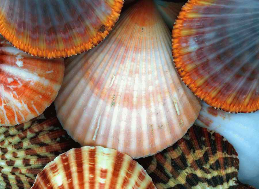 Natural Patterns - Photodisc Background Series ></a>
<script language=JavaScript> 
  var txt = 