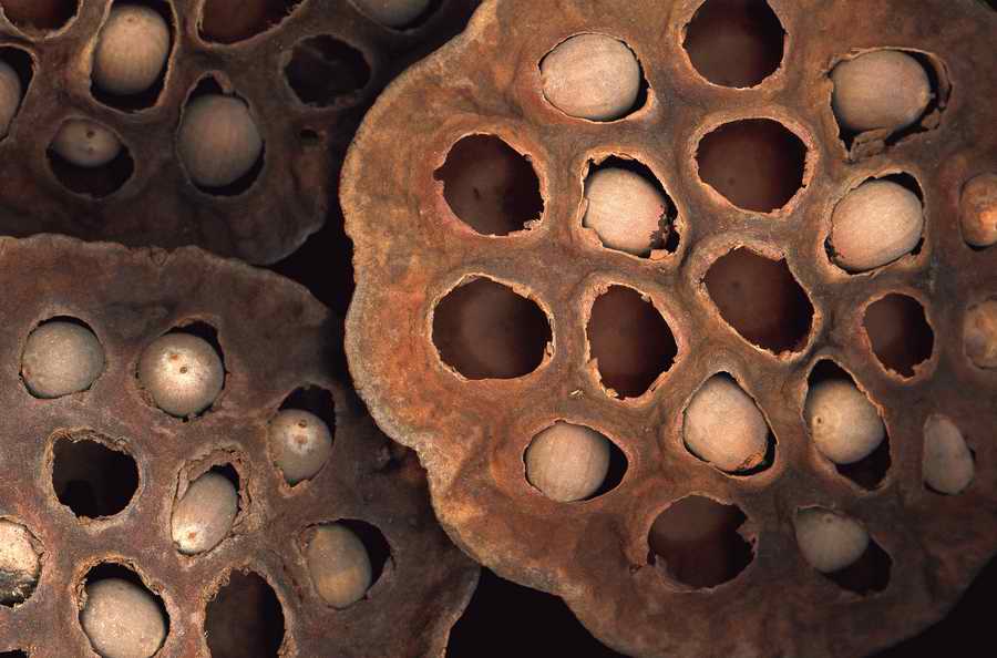 Natural Patterns - Photodisc Background Series ></a>
<script language=JavaScript> 
  var txt = 