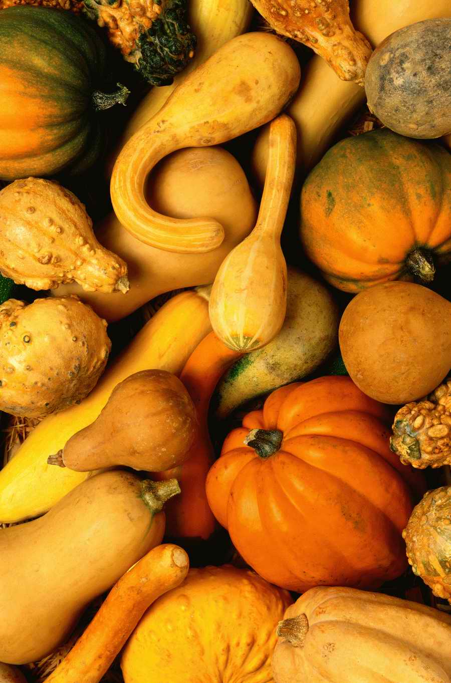 Seasonal Backgrounds - Photodisc Background Series ></a>
<script language=JavaScript> 
  var txt = 