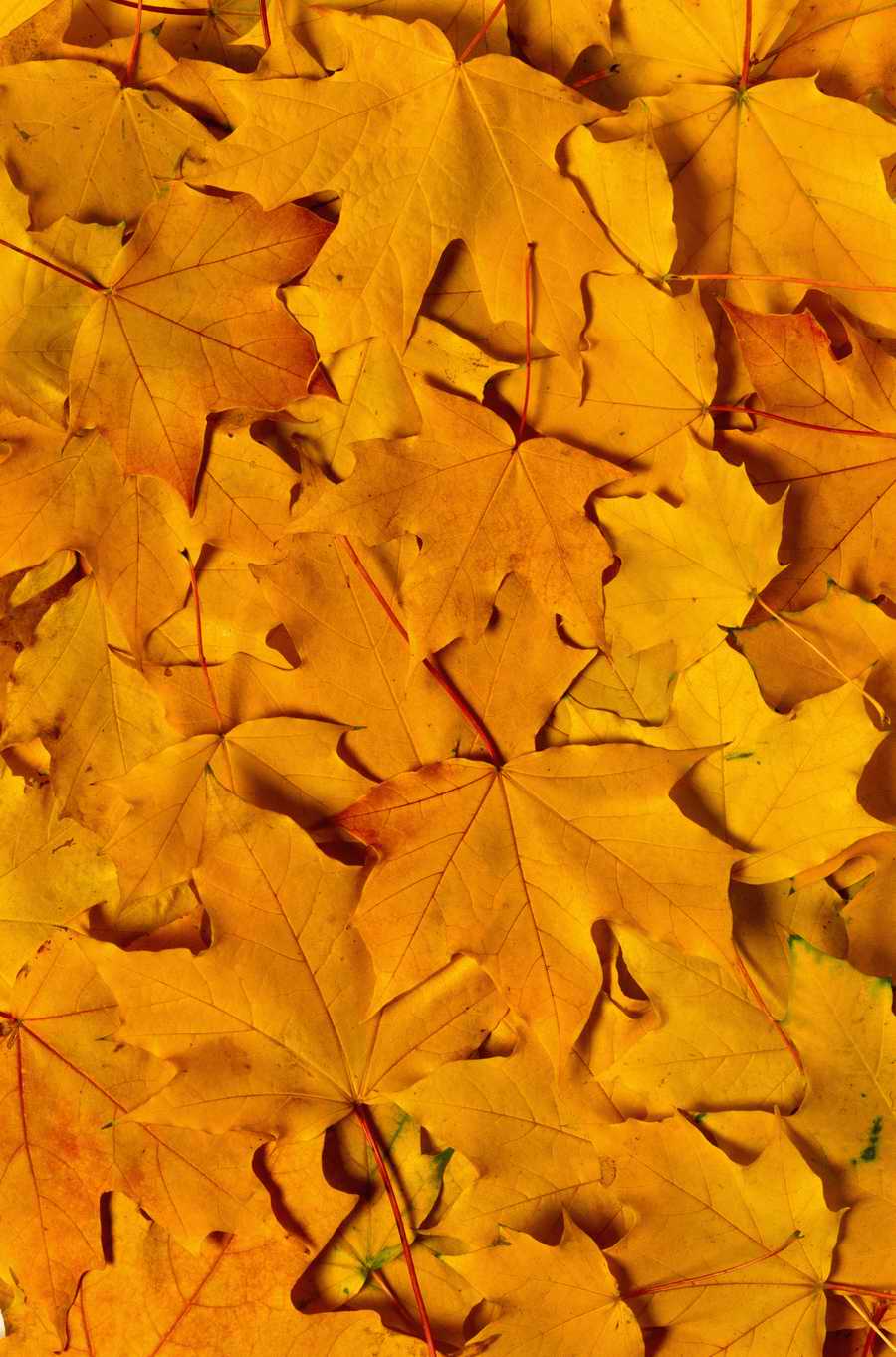 Seasonal Backgrounds - Photodisc Background Series ></a>
<script language=JavaScript> 
  var txt = 