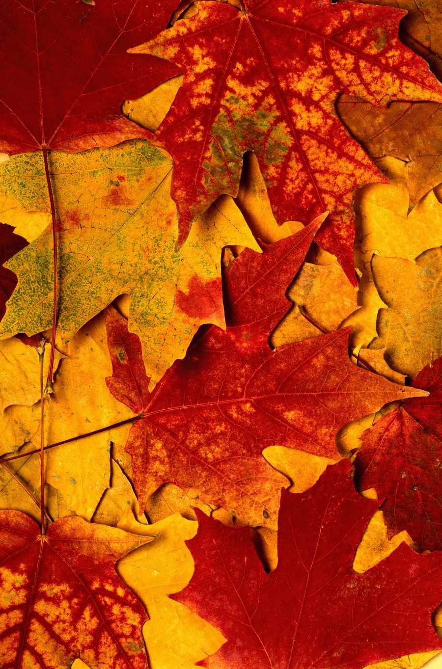 Seasonal Backgrounds - Photodisc Background Series ></a>
<script language=JavaScript> 
  var txt = 