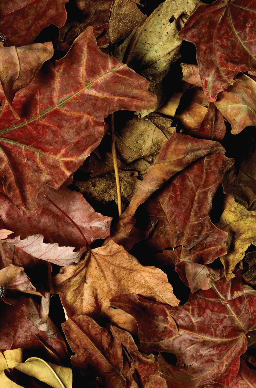 Seasonal Backgrounds - Photodisc Background Series ></a>
<script language=JavaScript> 
  var txt = 