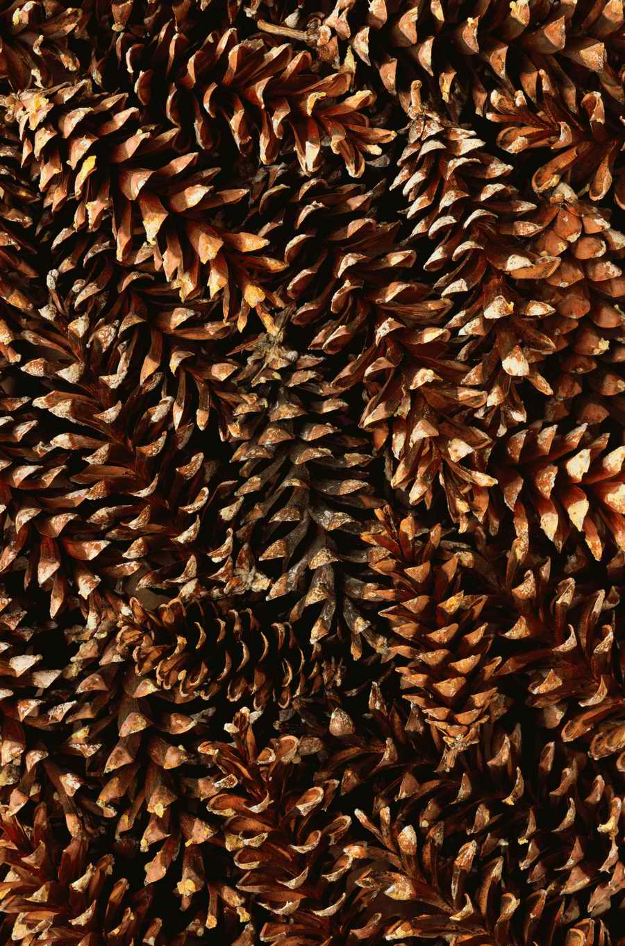 Seasonal Backgrounds - Photodisc Background Series ></a>
<script language=JavaScript> 
  var txt = 