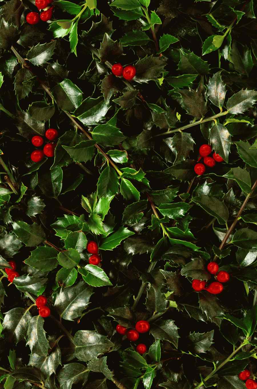 Seasonal Backgrounds - Photodisc Background Series ></a>
<script language=JavaScript> 
  var txt = 