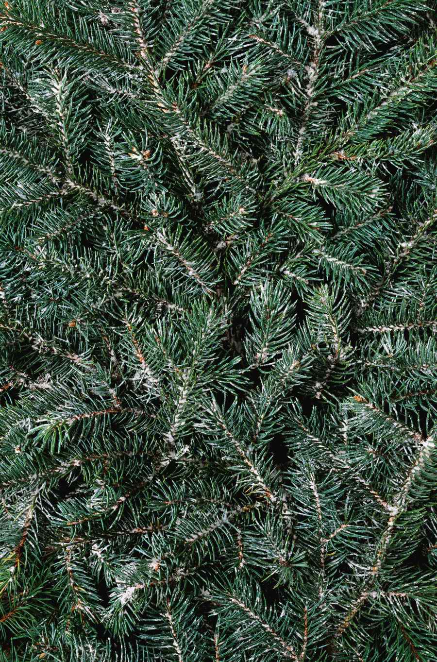 Seasonal Backgrounds - Photodisc Background Series ></a>
<script language=JavaScript> 
  var txt = 