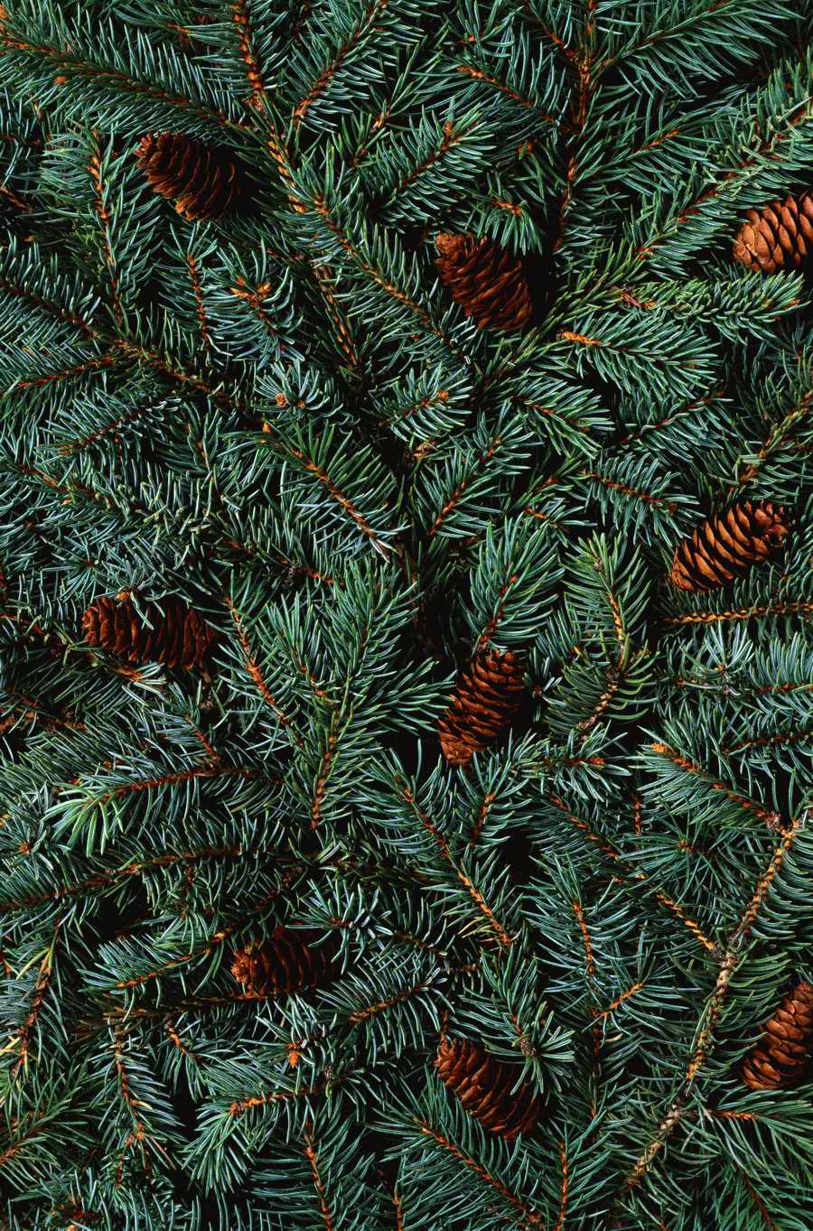 Seasonal Backgrounds - Photodisc Background Series ></a>
<script language=JavaScript> 
  var txt = 