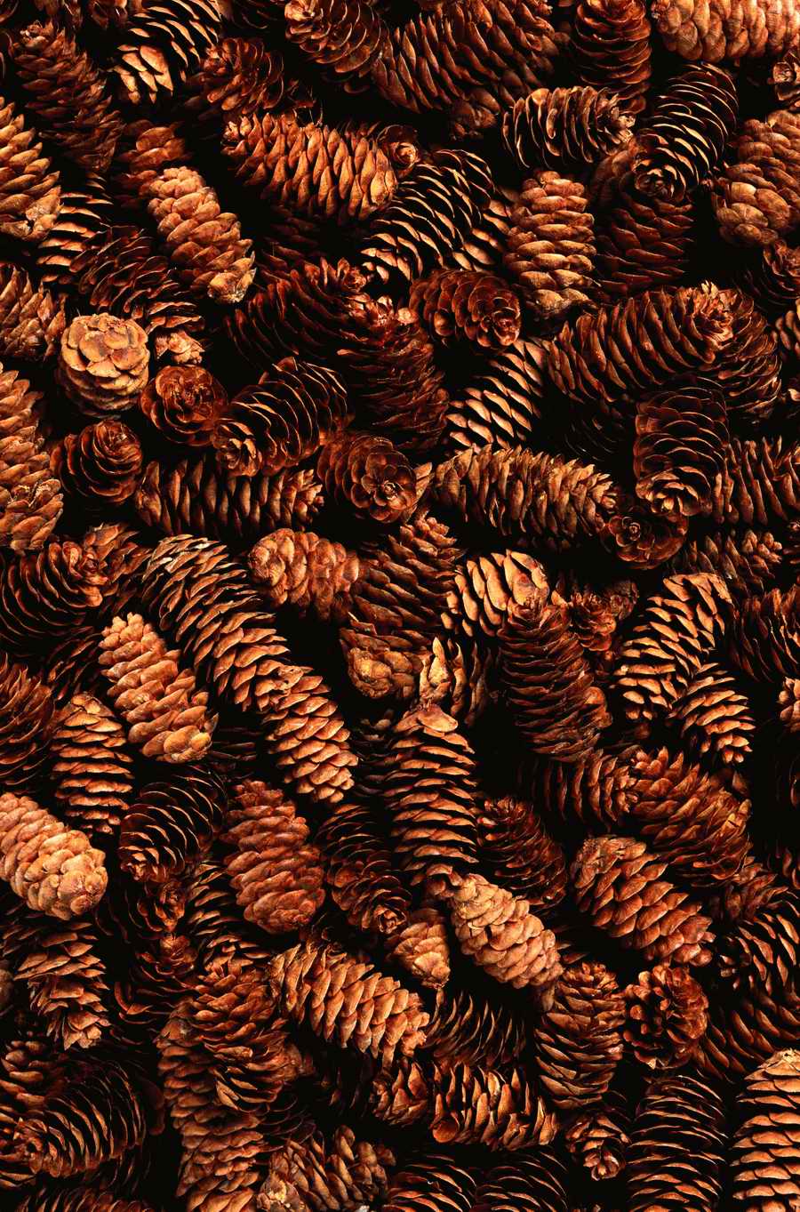 Seasonal Backgrounds - Photodisc Background Series ></a>
<script language=JavaScript> 
  var txt = 