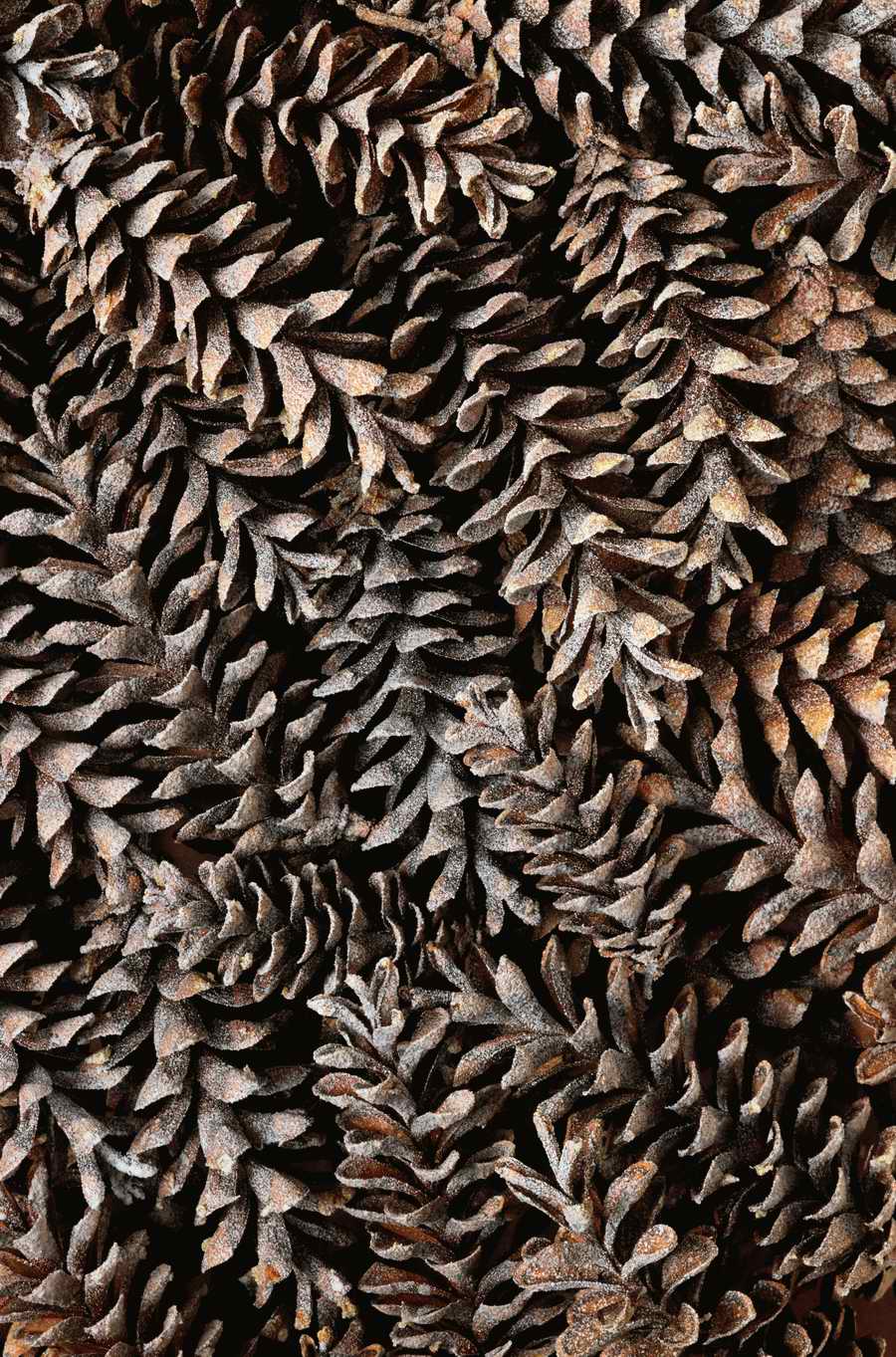 Seasonal Backgrounds - Photodisc Background Series ></a>
<script language=JavaScript> 
  var txt = 