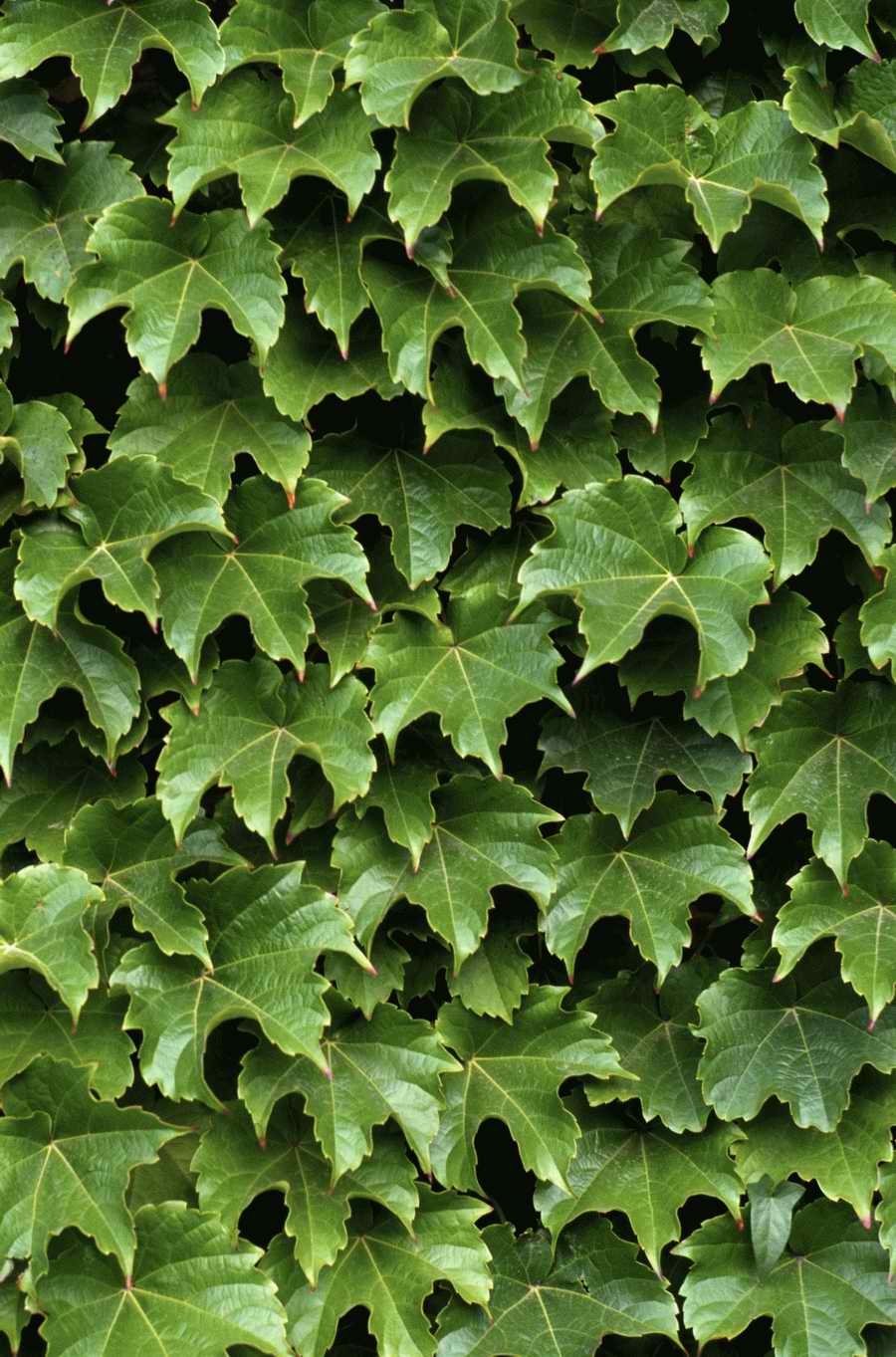 Seasonal Backgrounds - Photodisc Background Series ></a>
<script language=JavaScript> 
  var txt = 