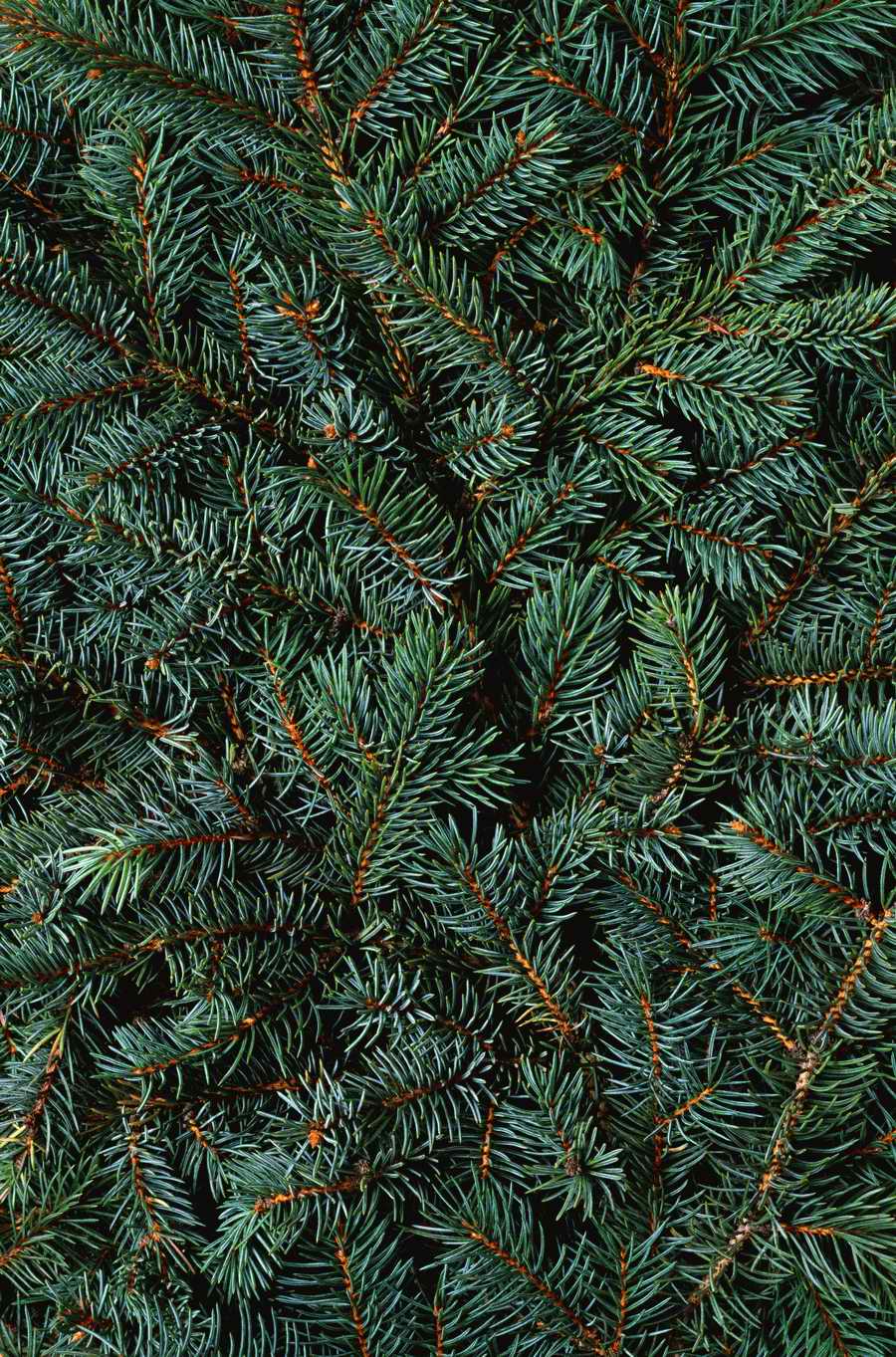 Seasonal Backgrounds - Photodisc Background Series ></a>
<script language=JavaScript> 
  var txt = 