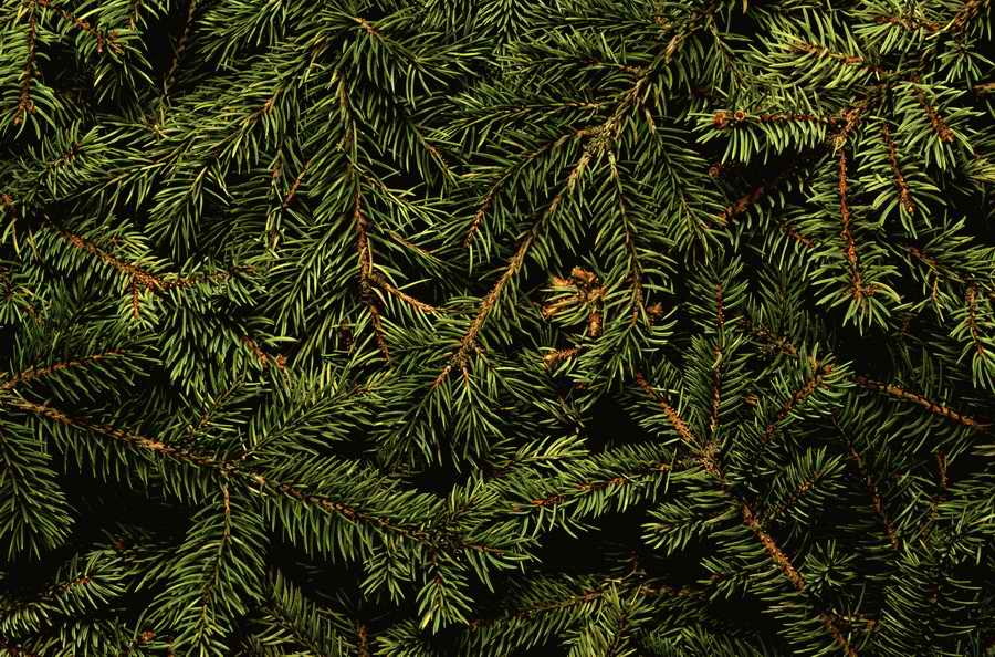 Seasonal Backgrounds - Photodisc Background Series ></a>
<script language=JavaScript> 
  var txt = 