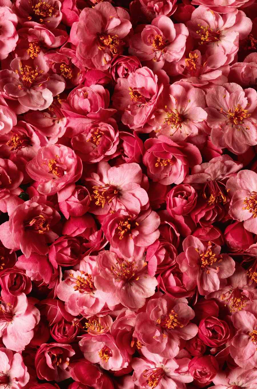 Seasonal Backgrounds - Photodisc Background Series ></a>
<script language=JavaScript> 
  var txt = 