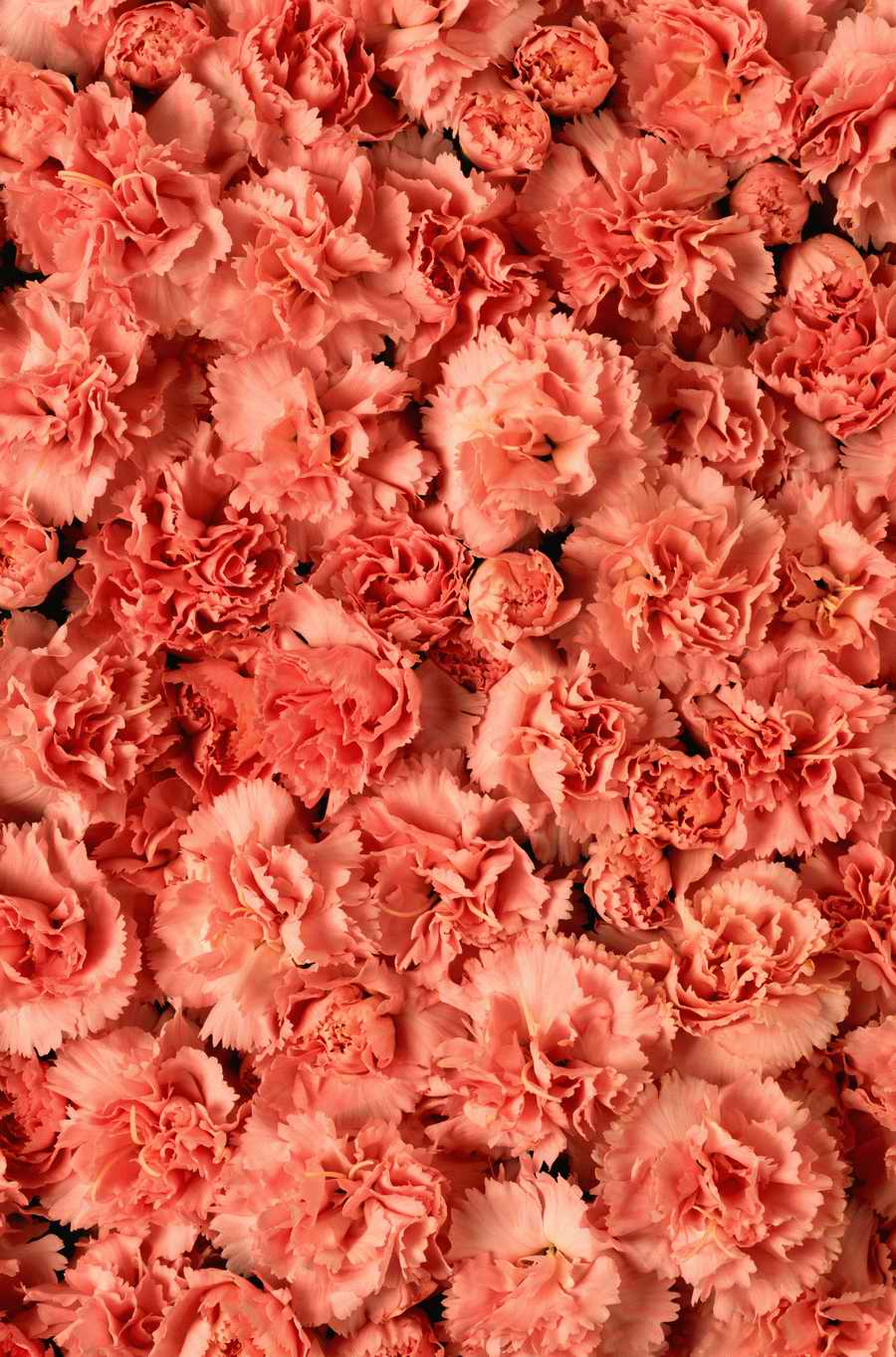 Seasonal Backgrounds - Photodisc Background Series ></a>
<script language=JavaScript> 
  var txt = 