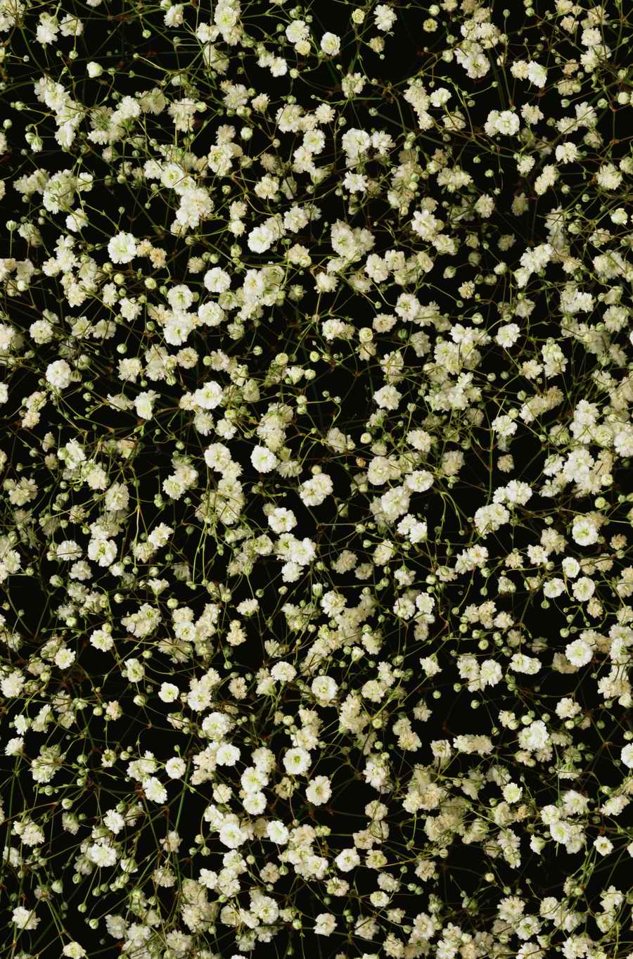 Seasonal Backgrounds - Photodisc Background Series ></a>
<script language=JavaScript> 
  var txt = 