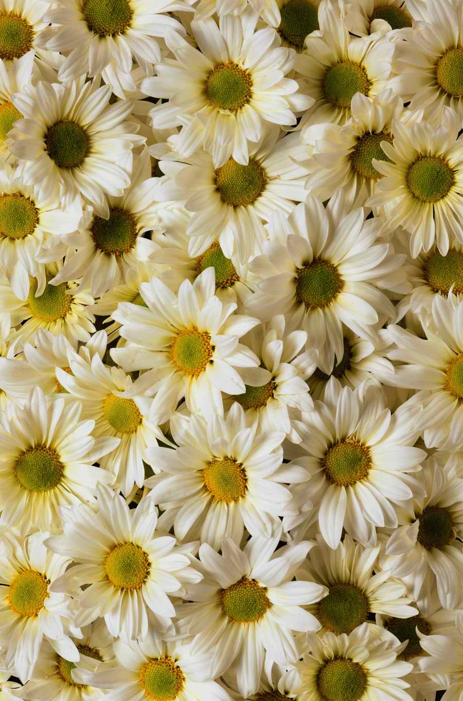 Seasonal Backgrounds - Photodisc Background Series ></a>
<script language=JavaScript> 
  var txt = 