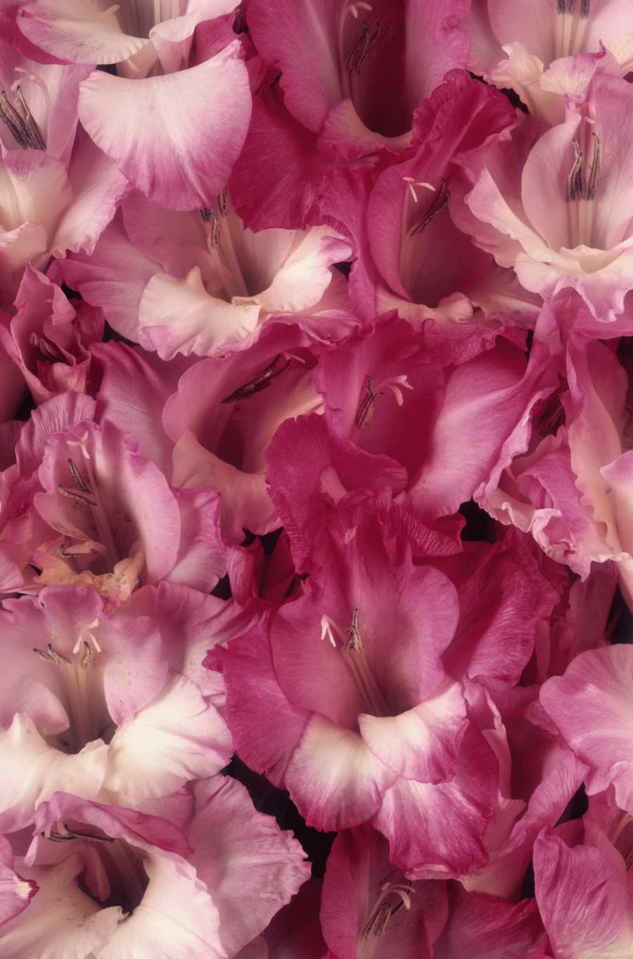 Seasonal Backgrounds - Photodisc Background Series ></a>
<script language=JavaScript> 
  var txt = 