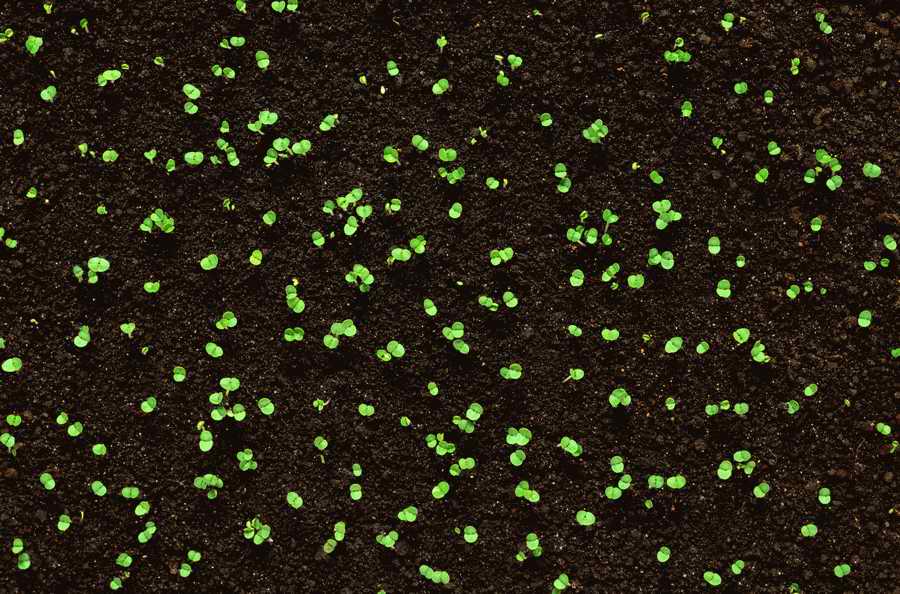 Seasonal Backgrounds - Photodisc Background Series ></a>
<script language=JavaScript> 
  var txt = 