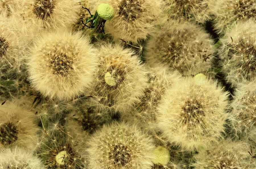 Seasonal Backgrounds - Photodisc Background Series ></a>
<script language=JavaScript> 
  var txt = 