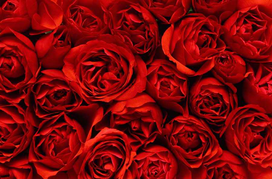 Seasonal Backgrounds - Photodisc Background Series ></a>
<script language=JavaScript> 
  var txt = 