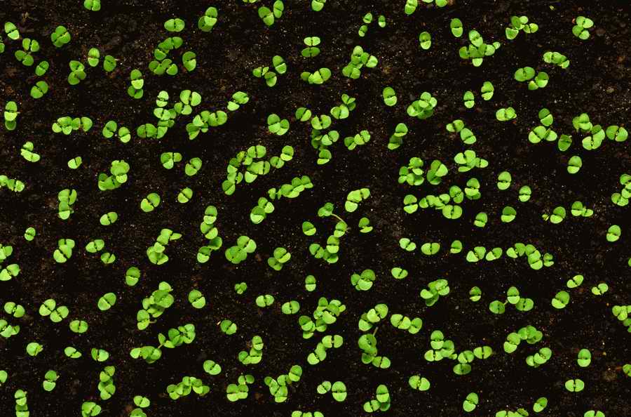 Seasonal Backgrounds - Photodisc Background Series ></a>
<script language=JavaScript> 
  var txt = 