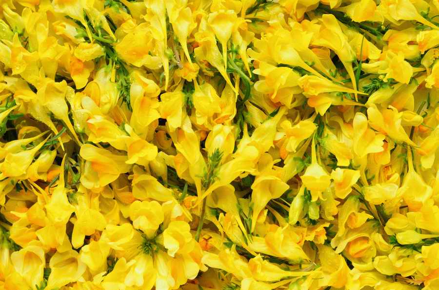 Seasonal Backgrounds - Photodisc Background Series ></a>
<script language=JavaScript> 
  var txt = 