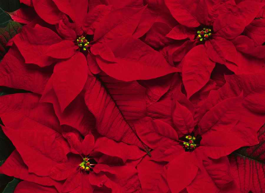 Seasonal Backgrounds - Photodisc Background Series ></a>
<script language=JavaScript> 
  var txt = 