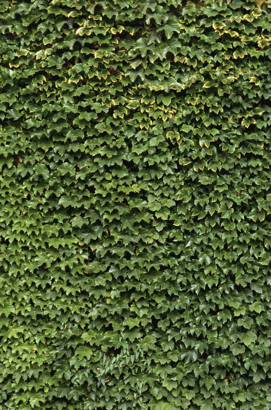 Seasonal Backgrounds - Photodisc Background Series ></a>
<script language=JavaScript> 
  var txt = 