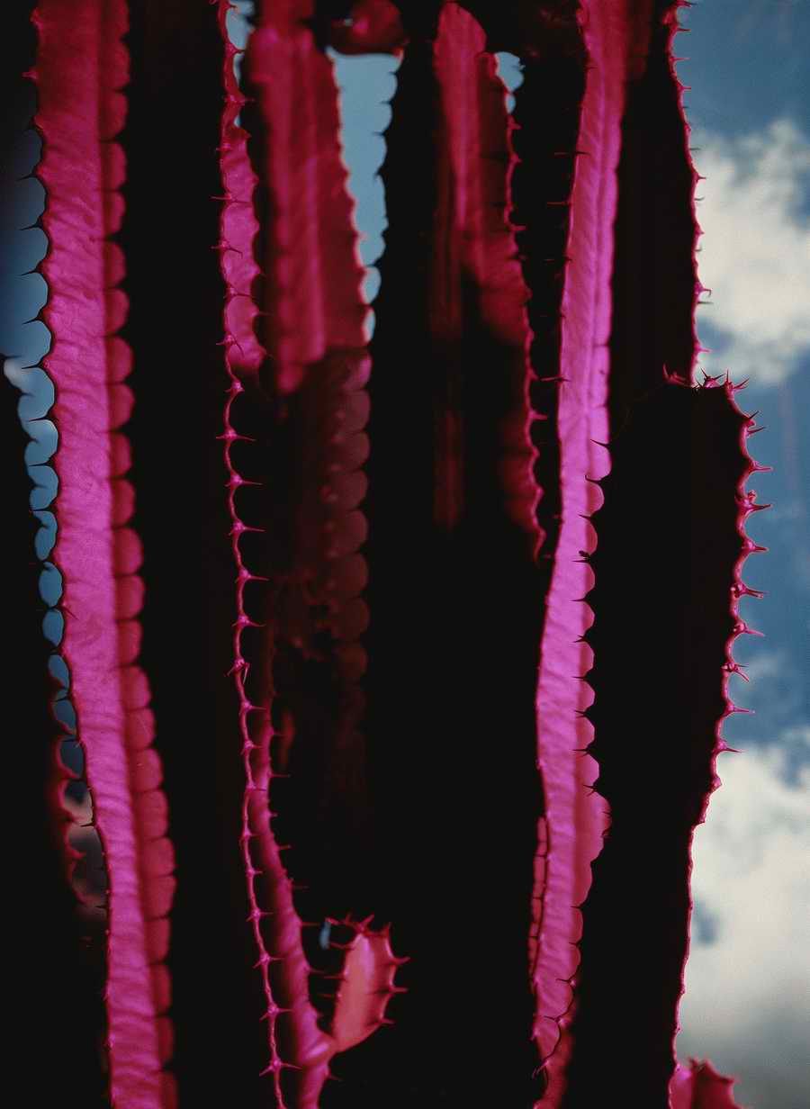 Wackgrounds - Photodisc Background Series ></a>
<script language=JavaScript> 
  var txt = 
