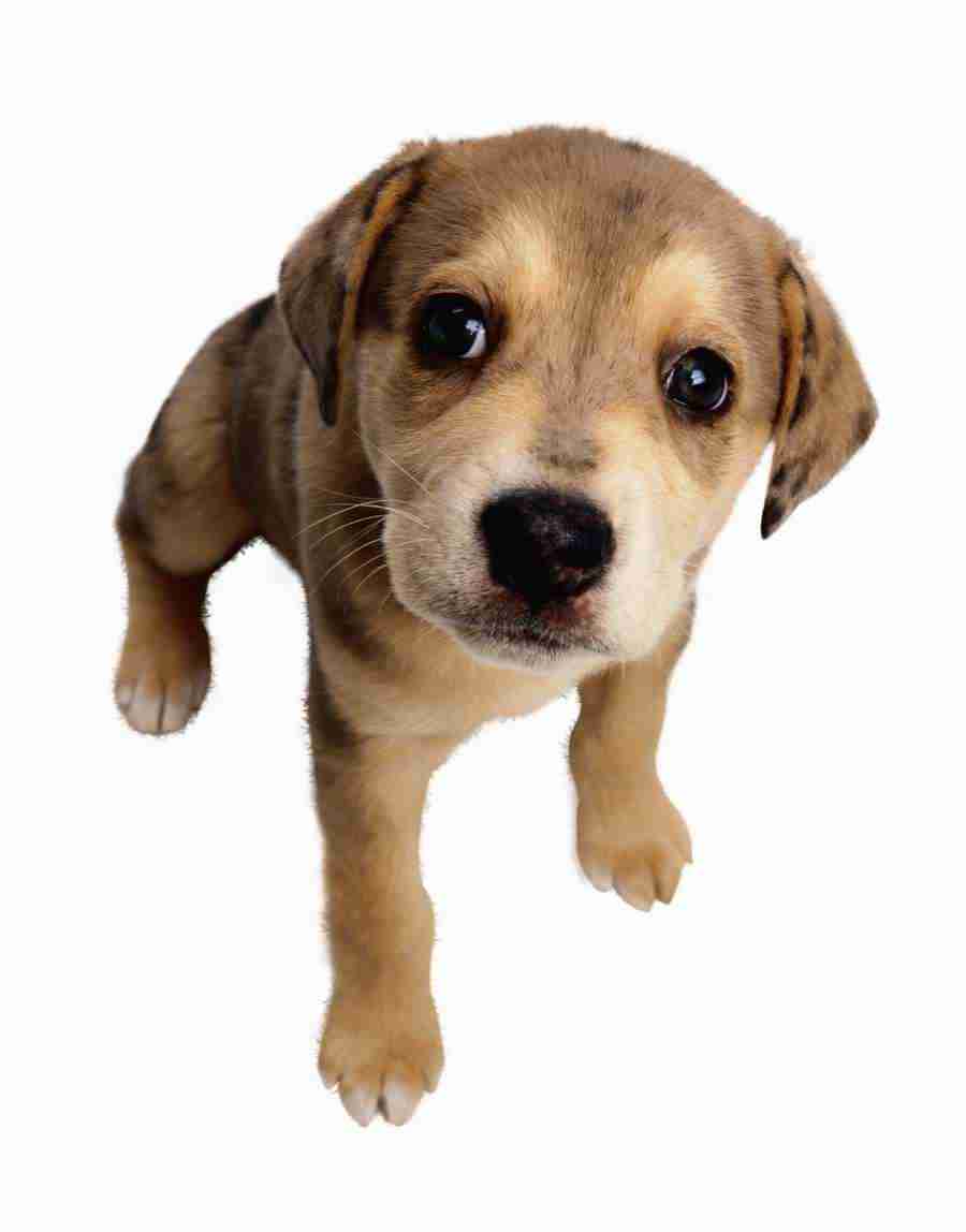 Animal Attraction - Photodisc Object Series ></a>
<script language=JavaScript> 
  var txt = 