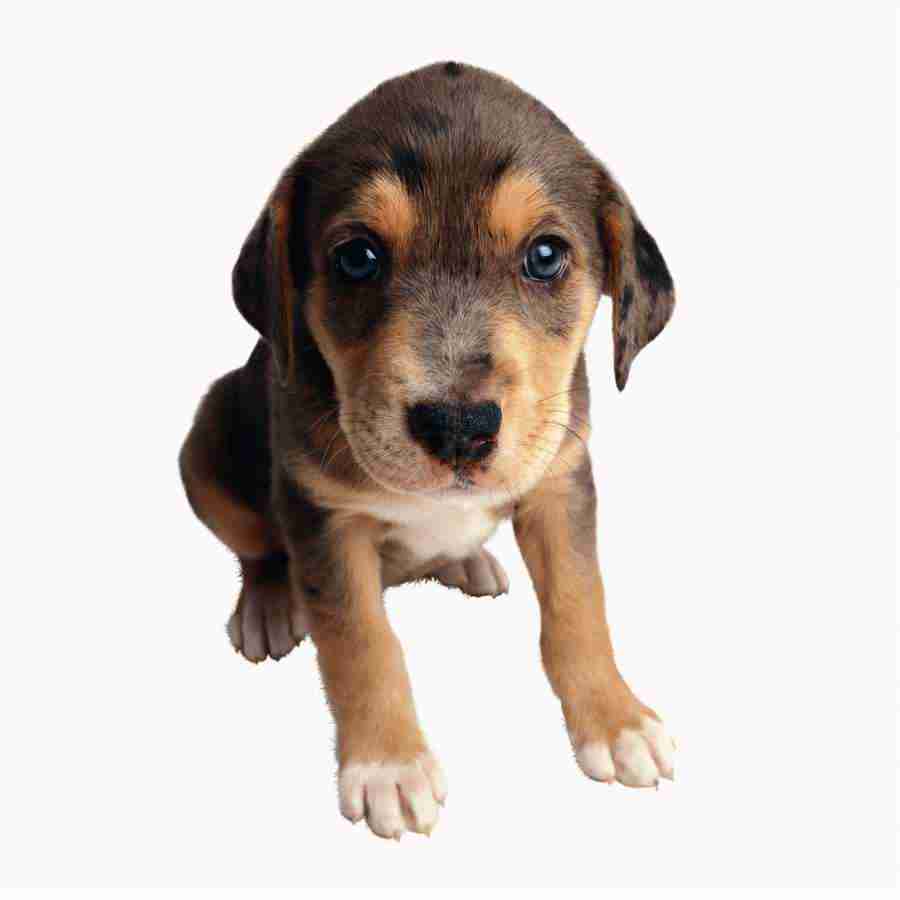 Animal Attraction - Photodisc Object Series ></a>
<script language=JavaScript> 
  var txt = 