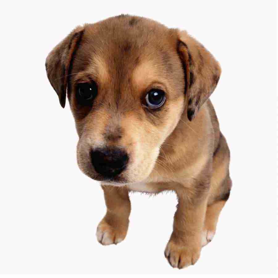 Animal Attraction - Photodisc Object Series ></a>
<script language=JavaScript> 
  var txt = 