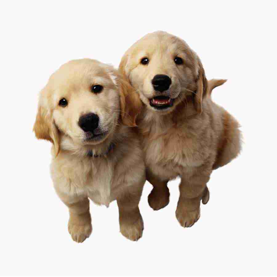 Animal Attraction - Photodisc Object Series ></a>
<script language=JavaScript> 
  var txt = 