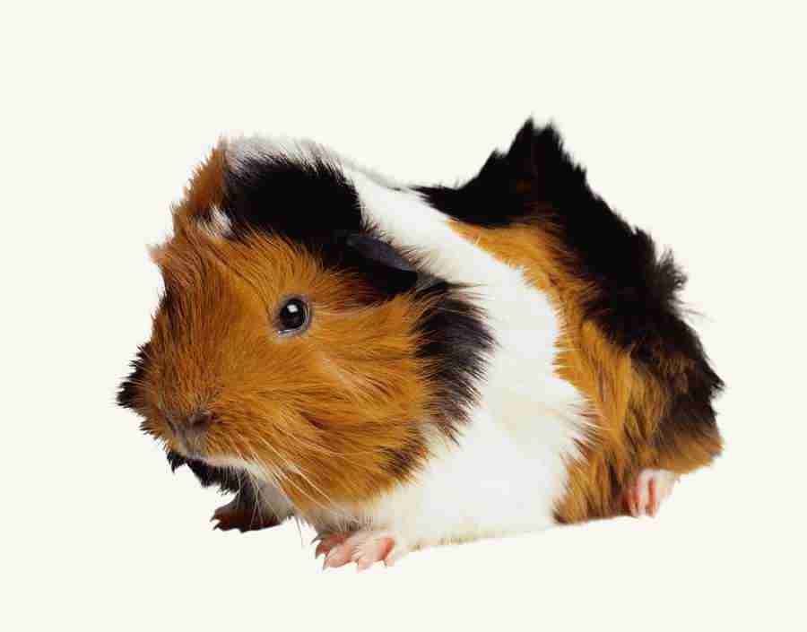 Animal Attraction - Photodisc Object Series ></a>
<script language=JavaScript> 
  var txt = 