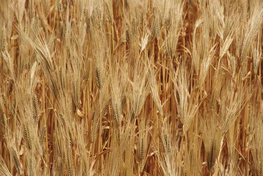 Agriculture - Photodisc ></a>
<script language=JavaScript> 
  var txt = 