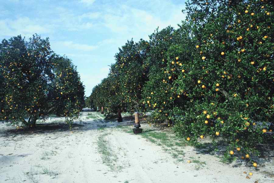 Agriculture - Photodisc ></a>
<script language=JavaScript> 
  var txt = 