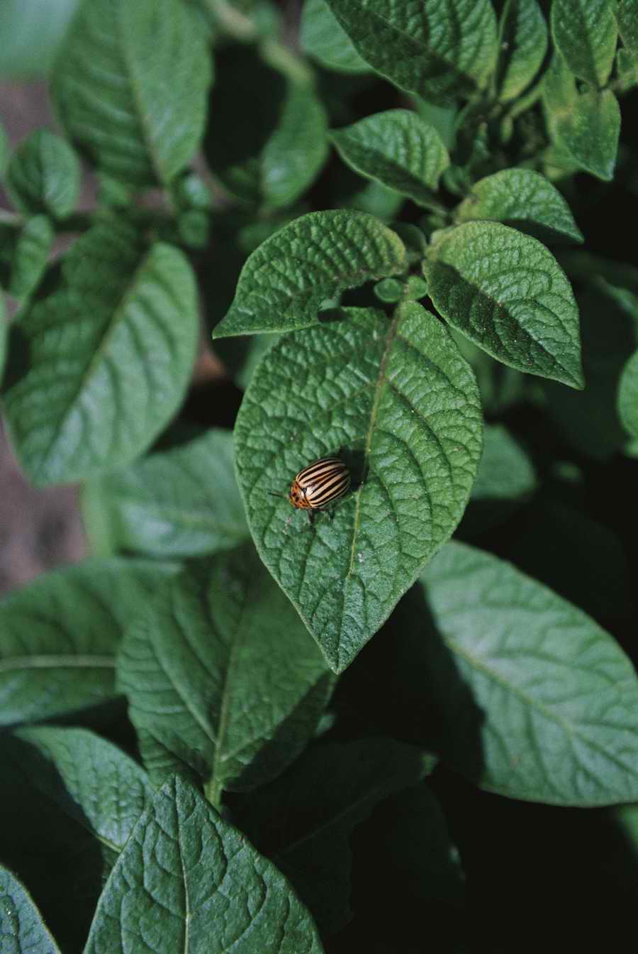 Agriculture - Photodisc ></a>
<script language=JavaScript> 
  var txt = 