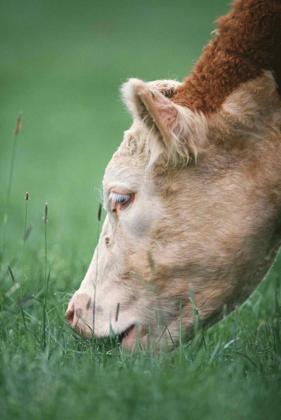 Agriculture - Photodisc ></a>
<script language=JavaScript> 
  var txt = 