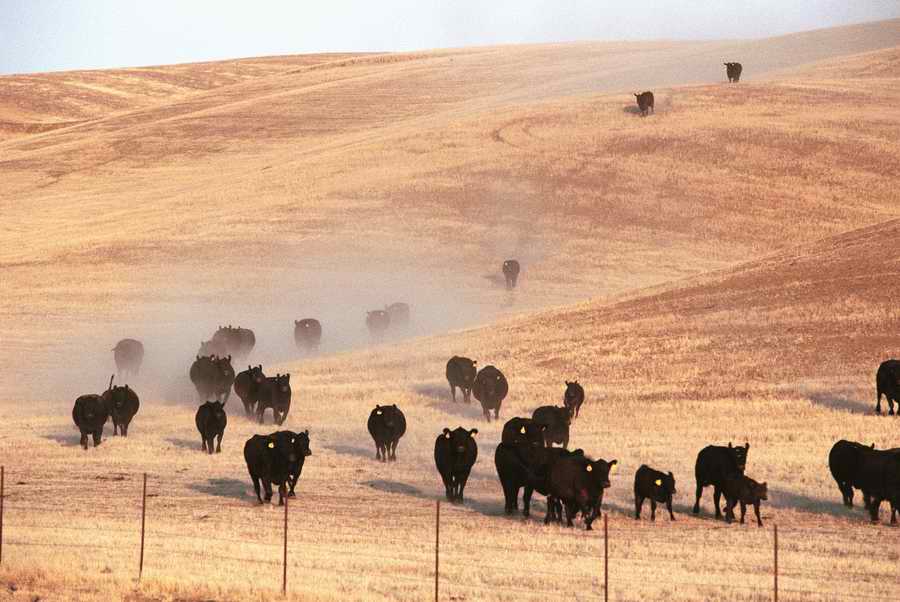 Agriculture - Photodisc ></a>
<script language=JavaScript> 
  var txt = 