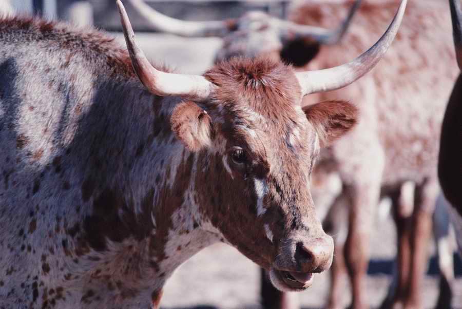 Agriculture - Photodisc ></a>
<script language=JavaScript> 
  var txt = 